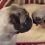 (Video) A Sweet Mommy Pug Gives Birth to TEN Puppies! Aww!
