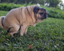 Why Does a Dog Stare at Her Owners While She Poops? And Nope, It is Not Because She’s Embarrassed.