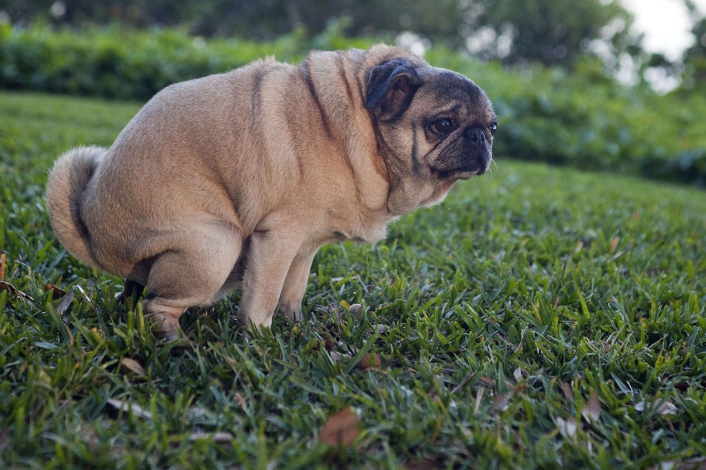 pug-pooping