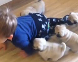 (Video) Pug Puppies Following Around a Toddler is Too Cute for Words!