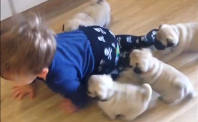 pug-puppies-follow-toddler
