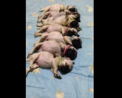 (Video) A Sleeping Line of Pug Puppies Get Woken Up. What Happens Next? OMG!