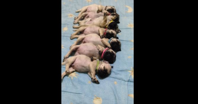 pug-puppies-sleeping-in-a-line