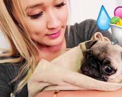 (Video) YouTuber Gives Pug His Very First Bath and His Response is Not as Anyone Would Expect…