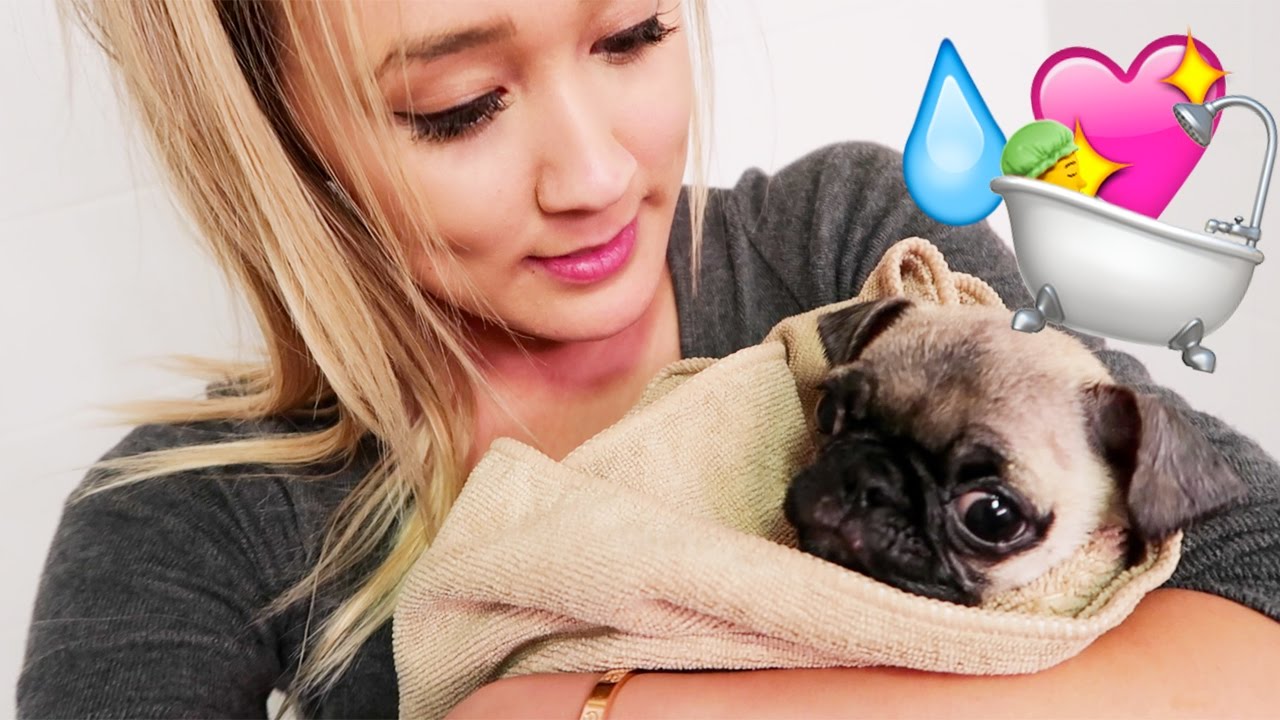 pug-puppy-first-bath
