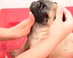 (Video) Splish Splash… This Pug Puppy is Enjoying His First Bath!