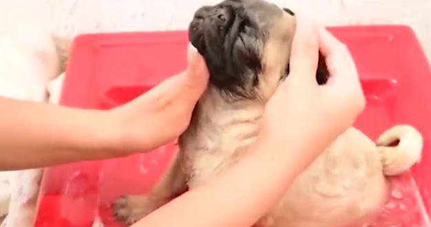 pug-puppy-getting-a-bath