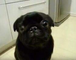 (Video) Pug is Pulling Out All the Stops to Show Mom Who is Boss. Now Listen to Those Hilarious Sounds!