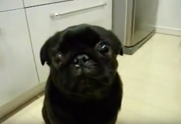 pug-sad