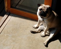 4 of the Biggest Health Mistakes a Dog Parent Can Make