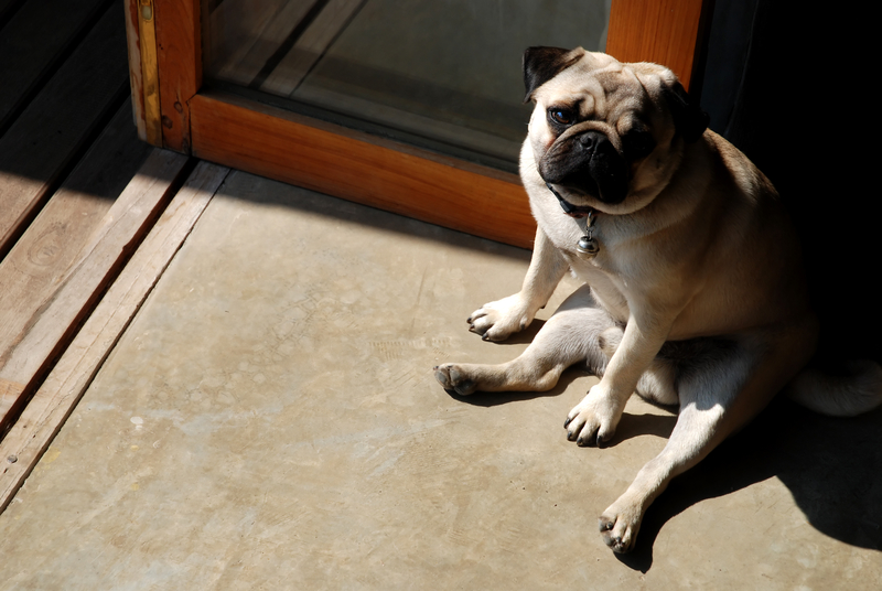 pug-sitting-by-the-door