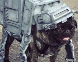 Pugs Gather for Epic Star Wars Parade to Raise Money