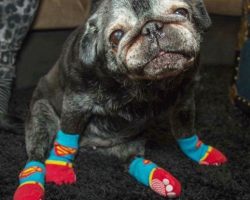 This Elderly Pug’s Life Changed for the Better… All Due to a Pair of Socks