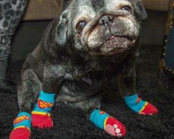 All This Pug Needed Was a Pair of Socks and Her Life Changed for the Better