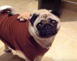 (Video) This Holiday Pug is Ready for Some Grub… Again. What He Does to Tell Mom? ROFL!