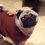 (Video) This Holiday Pug is Ready for Some Grub… Again. What He Does to Tell Mom? ROFL!