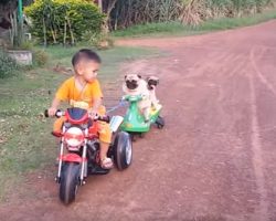 (Video) Pug Puppy Wants on a Motorcycle and Then the Unthinkable Happens