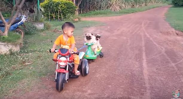 pugs-on-motorcycle