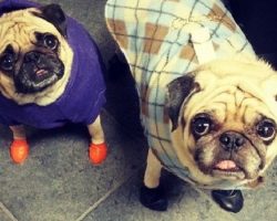The Many Benefits of Booties for Doggies