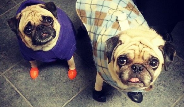 pugs-wearing-booties