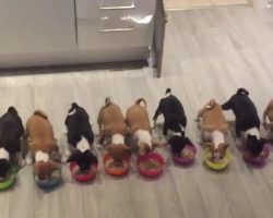 (Video) 14 Six-Week-Old Basenji Puppies all Eat in a Row and it’s an Adorable Moment to Behold!