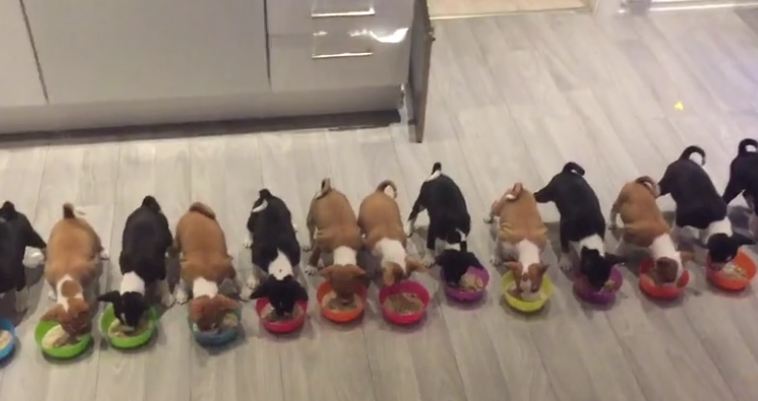 puppies-eating-in-a-line