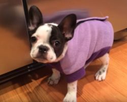 (Video) Itty Bitty Frenchie Puppy Has the Hiccups. How She Tries to Tell Them to Get Lost? Priceless!