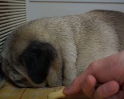 (Video) Pug is Sleeping Away When Mom Puts a Treat Near By. Now Watch His Head… Oh My Goodness!