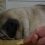 (Video) Pug is Sleeping Away When Mom Puts a Treat Near By. Now Watch His Head… Oh My Goodness!