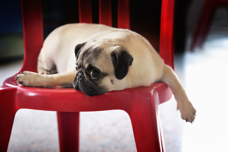 sad-pug-on-chair