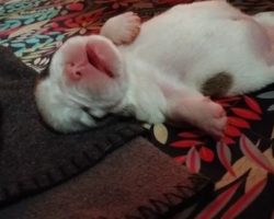 (Video) Newborn Puppy Looks Like She’s Having the Sweetest Dreams. How She Sounds? Aww!