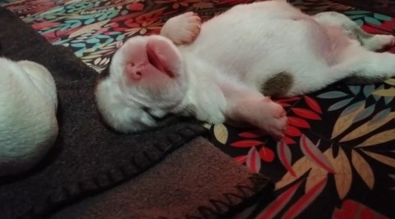 sleeping-english-bulldog-puppy