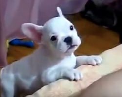 (Video) This Frenchie Really Wants Dad to Play With Him. How He Lets Him Know? Too Cute!