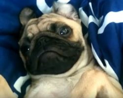 (Video) Comfy Pug is Having a Hard Time Getting Up and How He Makes it Known Will Make Everyone LOL!