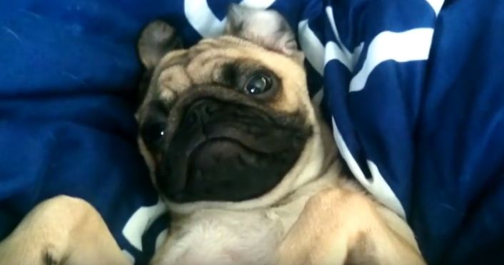 tired-pug