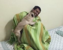 (Video) When a Pug is Introduced to a Long Lost Uncle Their Greeting Does Not Go as Planned – Hilarious!