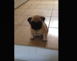 (Video) This Pug Baby is Clearly Upset. Now Listen to Those Small Whines Come From This Wee One…