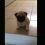 (Video) This Pug Baby is Clearly Upset. Now Listen to Those Small Whines Come From This Wee One…