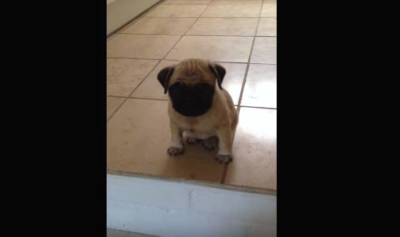 whining-pug-puppy