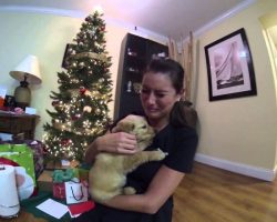 (Video) Wife Gets the Best Surprise During Christmas and the Meeting Will Bring Anyone to Tears…