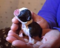 (Video) Teeny Tiny Boston Terrier Puppy is Just 12 Hours Old and is Stealing Our Hearts!