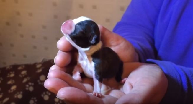 12-hour-old-boston-terrier-puppy