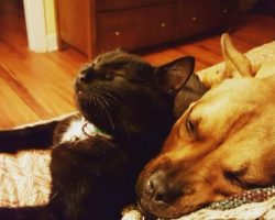 Dog and Cat Rescued Just a Day Apart Are Inseparable Now