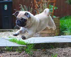 Be Enchanted by Perfectly Timed Photos of Levitating Doggies