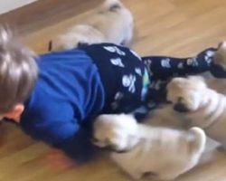 (Video) Super Cute Toddler Attempts to Outcrawl a Stampede of Pug Puppies
