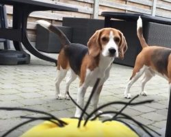 (Video) Beagle vs “Tumblin Stuart” The Minion – Aww, I Love This!