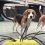 (Video) Beagle vs “Tumblin Stuart” The Minion – Aww, I Love This!