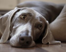 4 Things Dogs Love Secretly (or Not so Secretly) Doing While a Pet Parent is Away