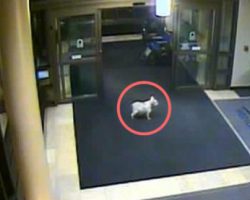 (Video) A Security Camera Shows a Dog Sneaking Into Hospital. Now Watch Where This Smart Dog Goes…