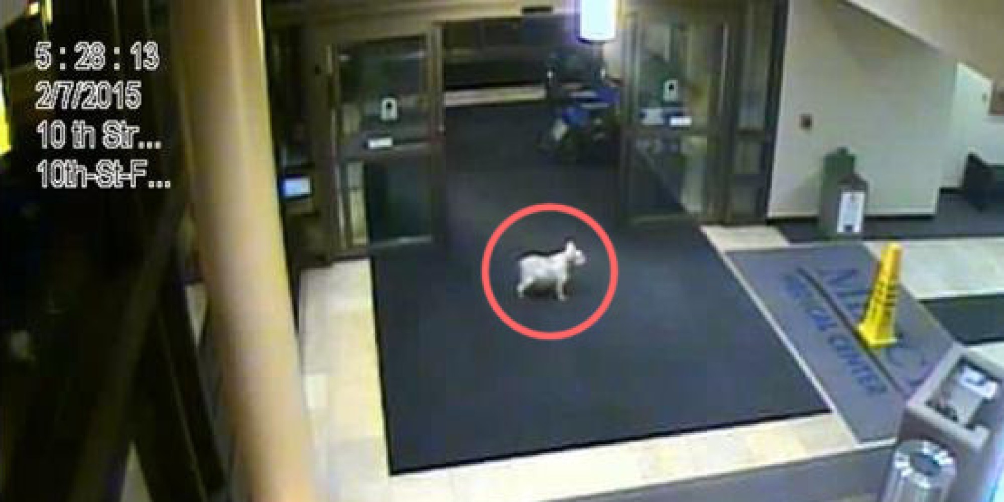 dog-escapes-from-home-sneaks-into-hospital